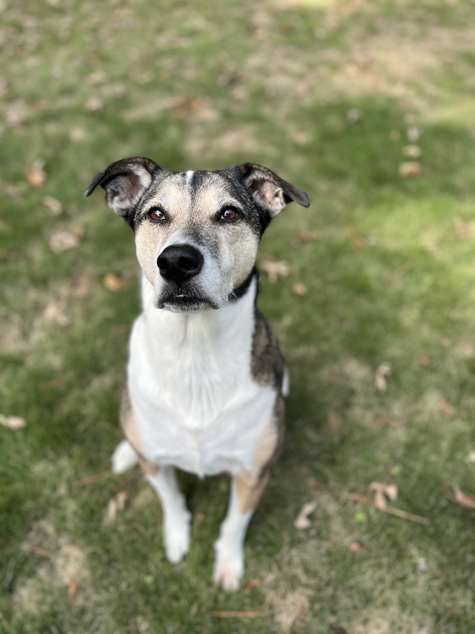 Ginger standing attentively in the grass and looking into the camera