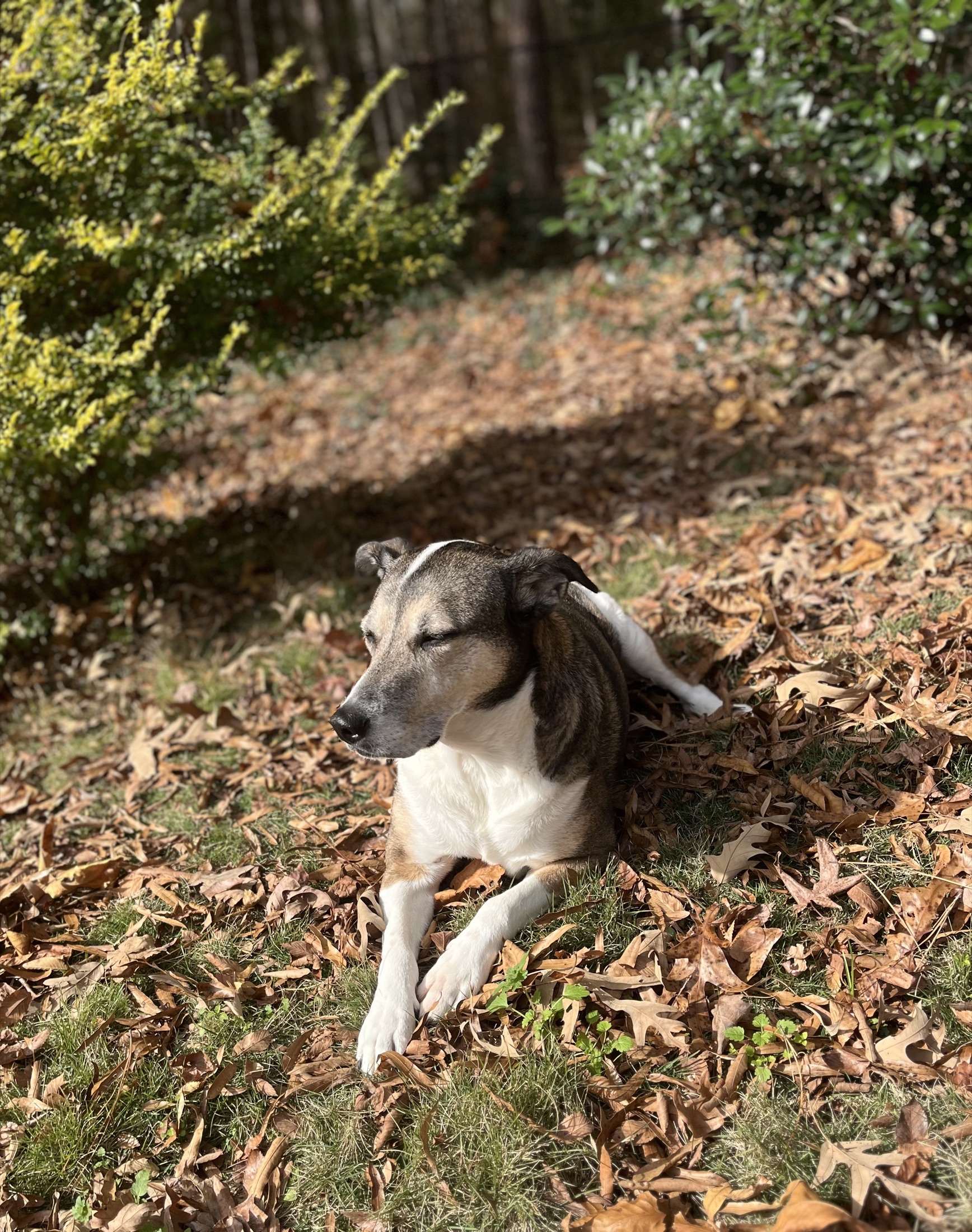 Ginger resting in a sunny patch of autumn leaves