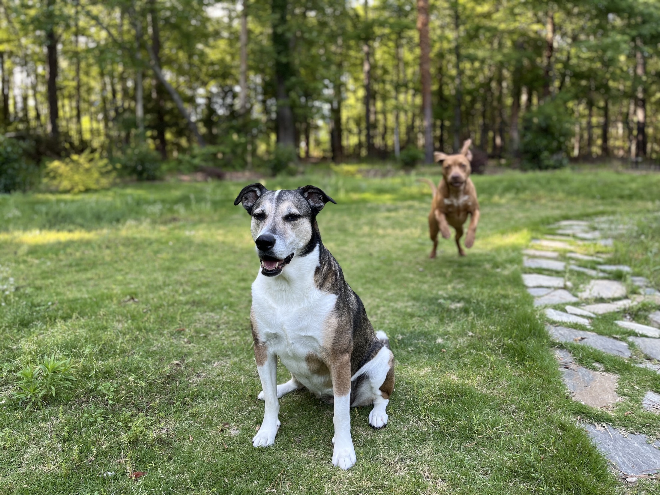 Ginger sitting in the green yard while Declan runs behind her