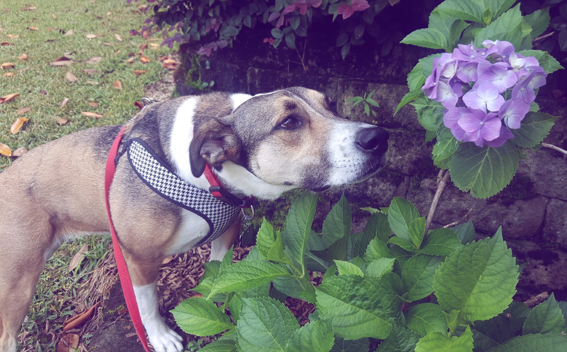 Ginger carefully smelling a violet hydrangea bloom