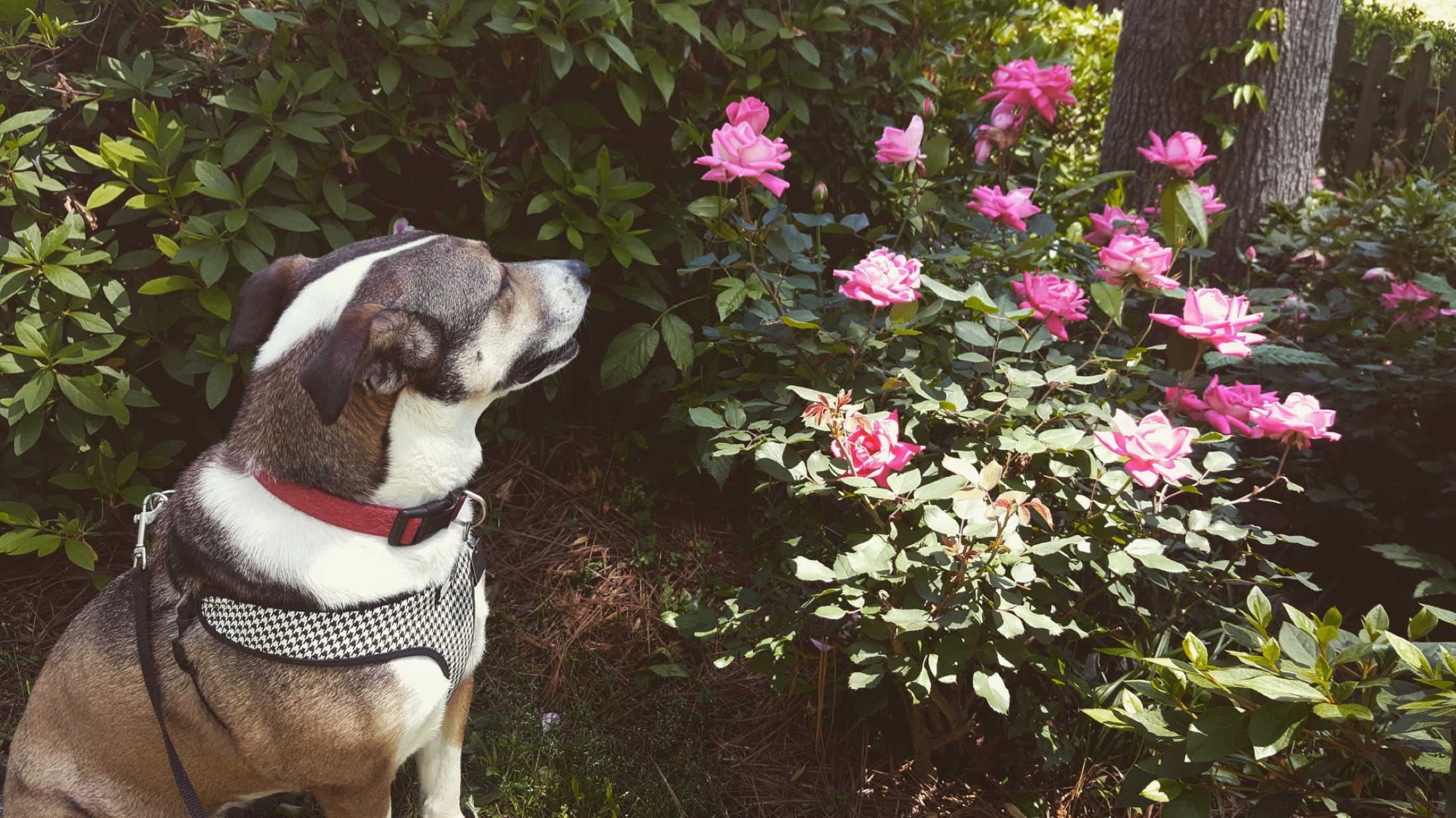 Ginger sitting beside a garden full of pink roses