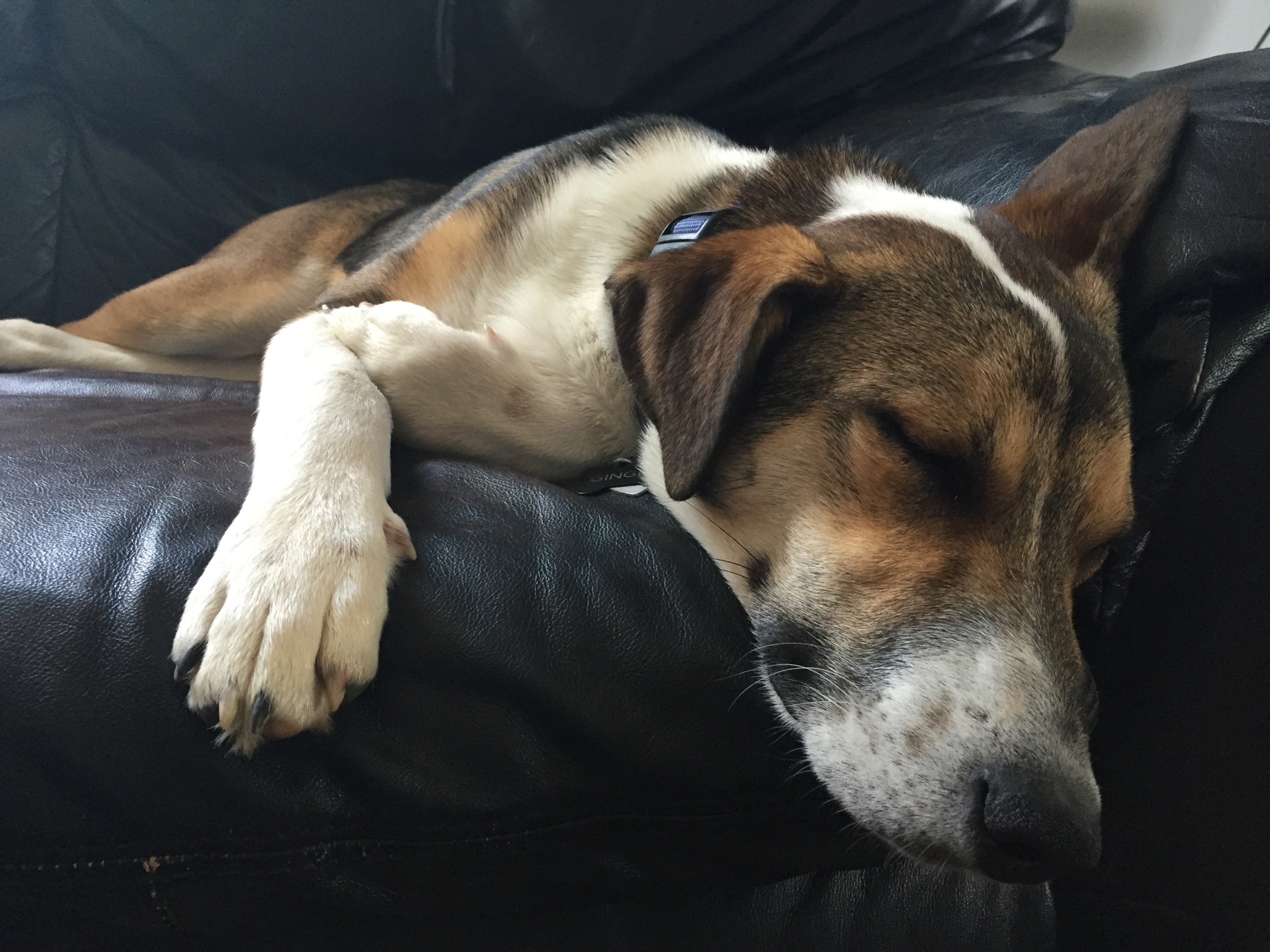 Ginger sleeping peacefully across a dark leather sofa