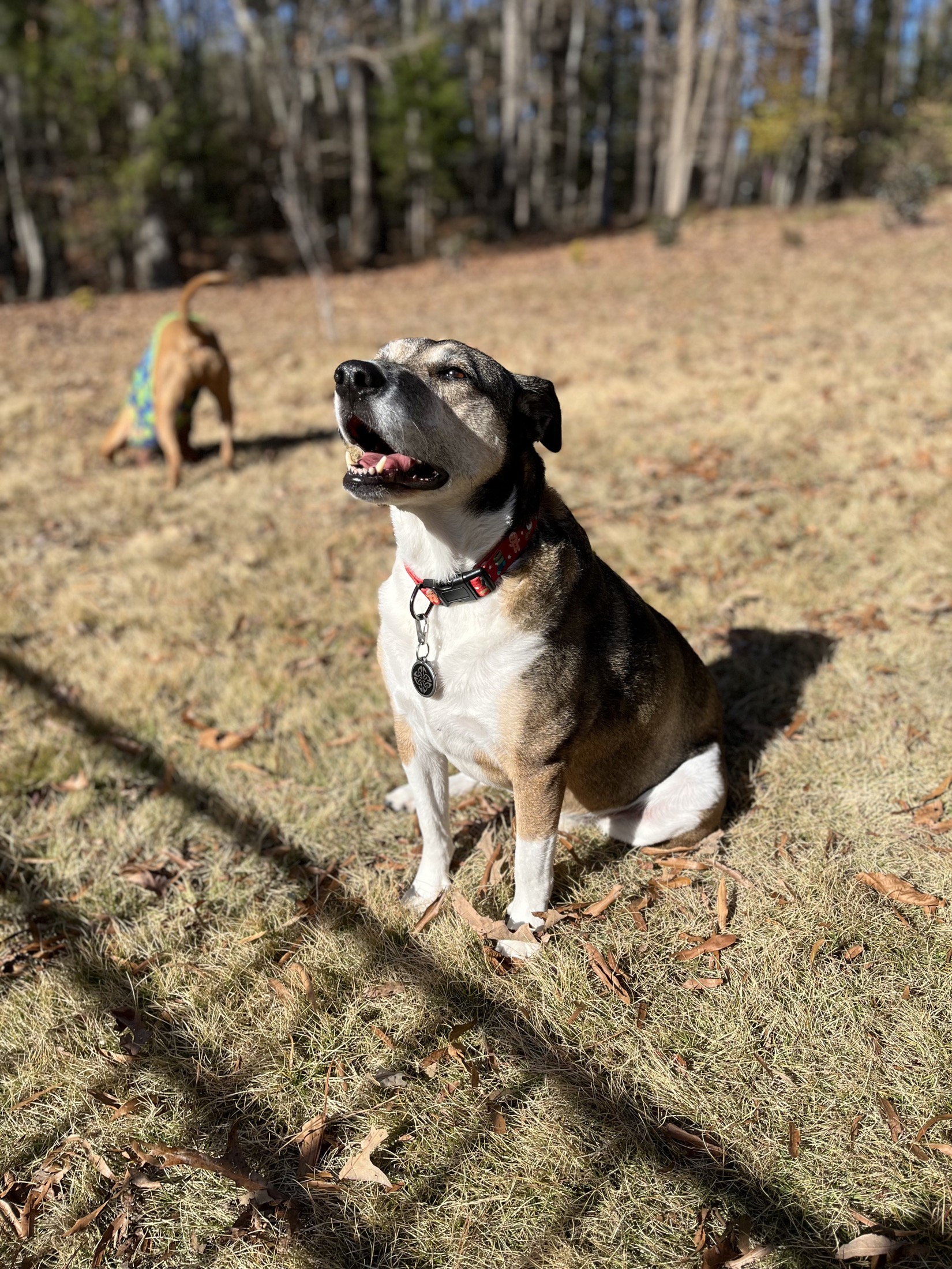 Ginger sitting in bright winter sunshine with her face lifted toward the warmth