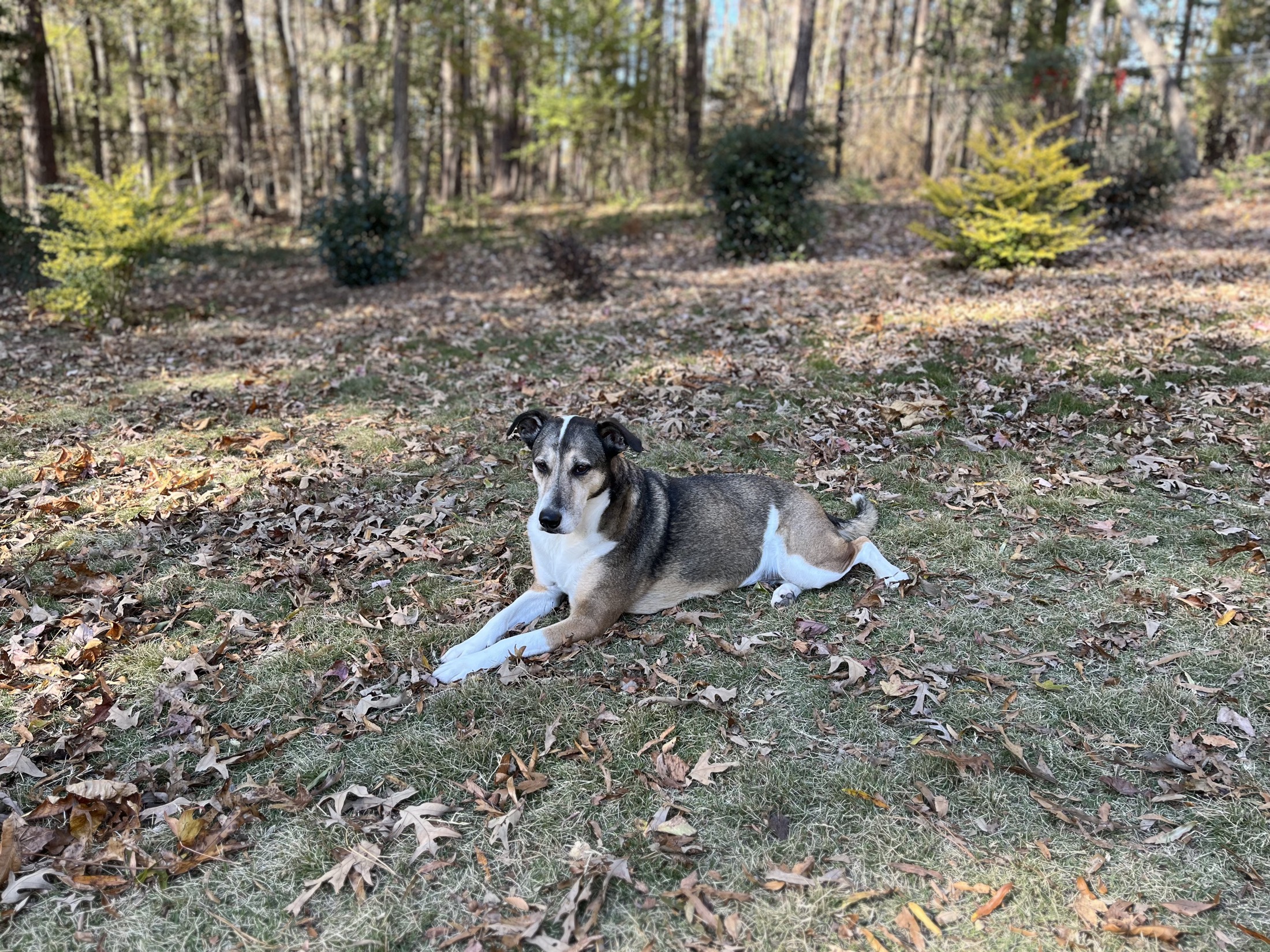 Ginger lying calmly in a leaf-covered yard beneath tall trees